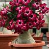 user_917261827161
