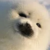 fluffseals