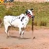 zubair15158