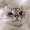 meowsp178