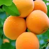 akar.rasull