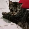 topik.walhidyat