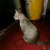 cateditor6