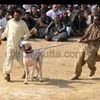 bullishokeen2