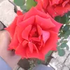 leemah_1811