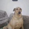 sussy_daddy_dog_6