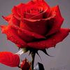 user8008562377700
