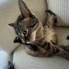 _sawyer_207_