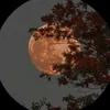 .nnd_412