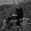 midnight_soul015