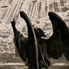 borrego6666