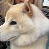 doreennlpcoach