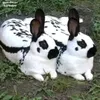 ghnnx4