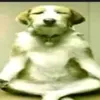 cjstawr