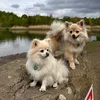 pixielilyspitz