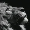zrare.zrare