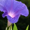 morningglorypurpleangel