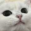 miacat702