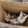 me_and_my_kittys