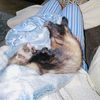 bilingual_ferrets