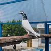mirzamuneeb_pigeons01