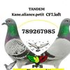 tandem.kcf.loft.1234