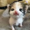 sweetpea.bella