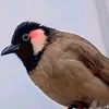 سميره