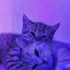 andreacat42