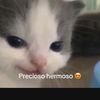 _shaiel22