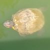 alligator_turtle_lover