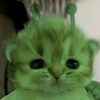 afifah_shal.38