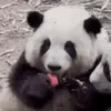 awryyi