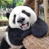 panda0637