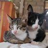 Pet World