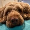 noah_the_german1