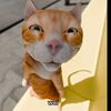 ucokucek7