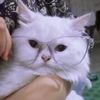 muffin100cute