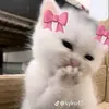 ghddvhkig