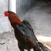 damar.wongso.dhibarjo