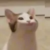 virgyvasst