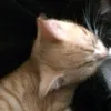 _.3hqvcii