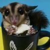 sugarglider_tt10