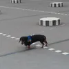 ployisar