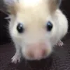 khoigoof