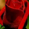 faizana.akhter
