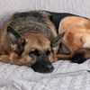 prinniesgsd