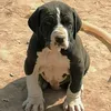 bully kutta