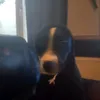milkafred2