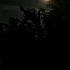 syriivibess